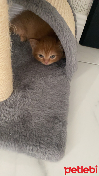 British Shorthair, Kedi  Badem fotoğrafı