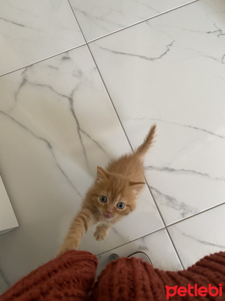 British Shorthair, Kedi  Badem fotoğrafı