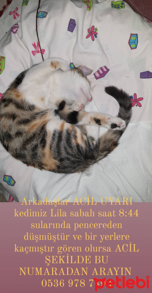 Tekir Kedi, Kedi  Lila fotoğrafı