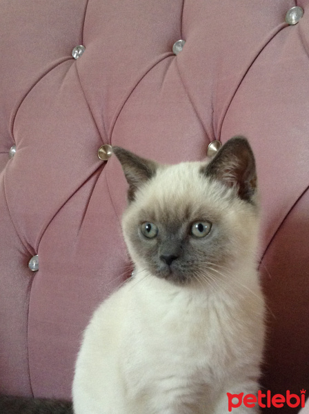 British Shorthair, Kedi  Simba fotoğrafı