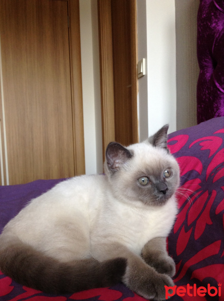 British Shorthair, Kedi  Simba fotoğrafı