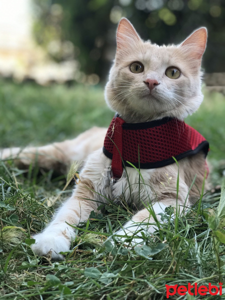 Norwegian Forest, Kedi  Smyrna fotoğrafı