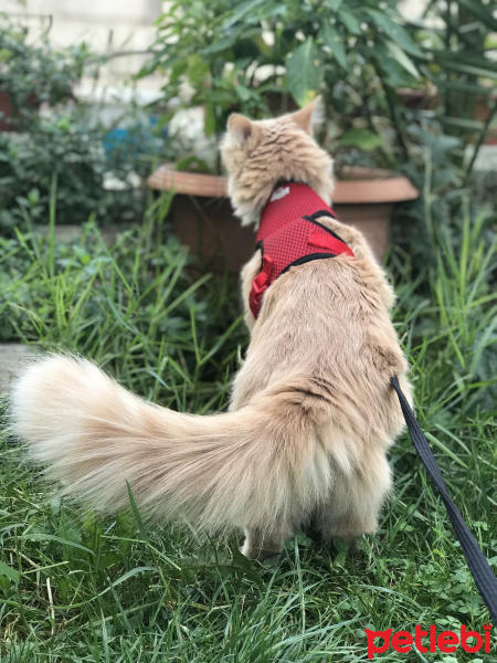 Norwegian Forest, Kedi  Smyrna fotoğrafı