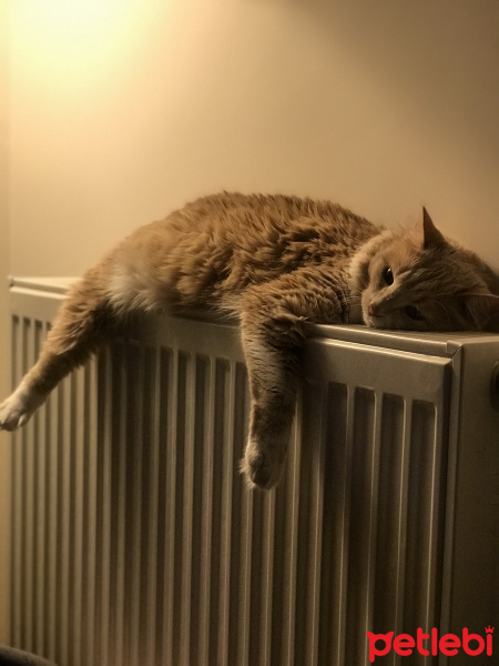 Norwegian Forest, Kedi  Smyrna fotoğrafı