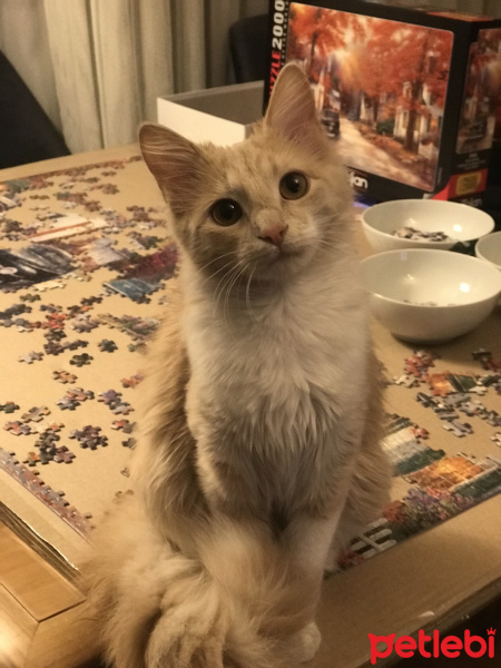 Norwegian Forest, Kedi  Smyrna fotoğrafı