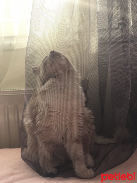 Norwegian Forest, Kedi  Smyrna fotoğrafı