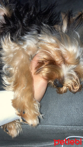 Yorkshire Terrier, Köpek  Kuzey fotoğrafı