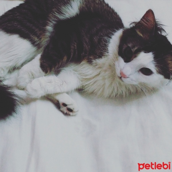 Tekir Kedi, Kedi  Corap fotoğrafı