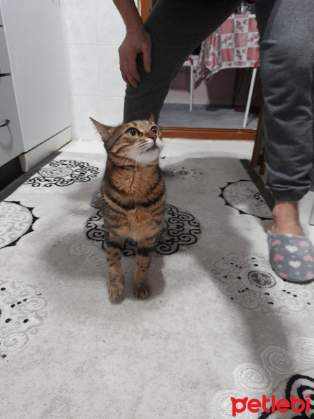 Tekir Kedi, Kedi  Biber fotoğrafı