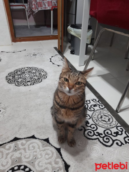 Tekir Kedi, Kedi  Biber fotoğrafı