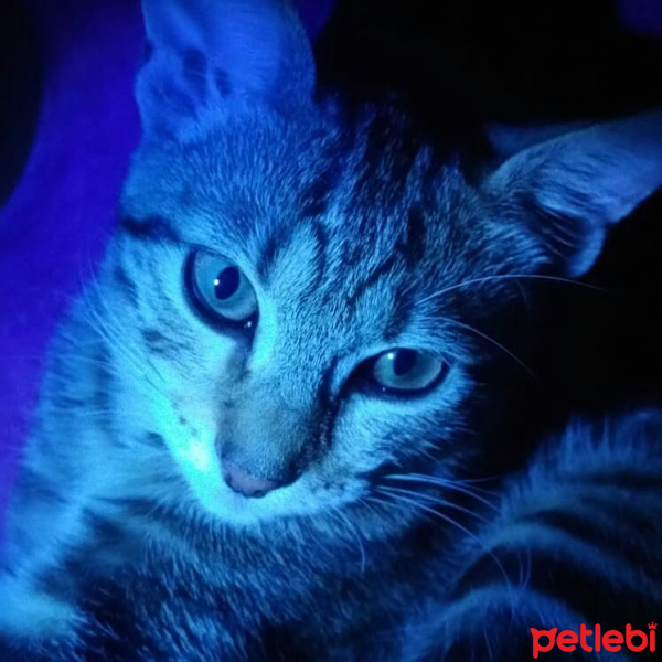 Tekir Kedi, Kedi  Miya fotoğrafı