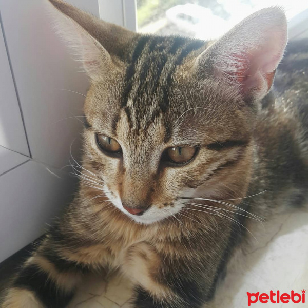 Tekir Kedi, Kedi  Miya fotoğrafı