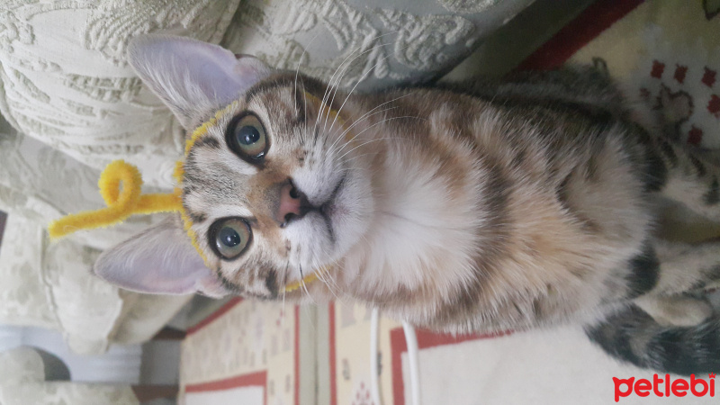 Tekir Kedi, Kedi  Miya fotoğrafı