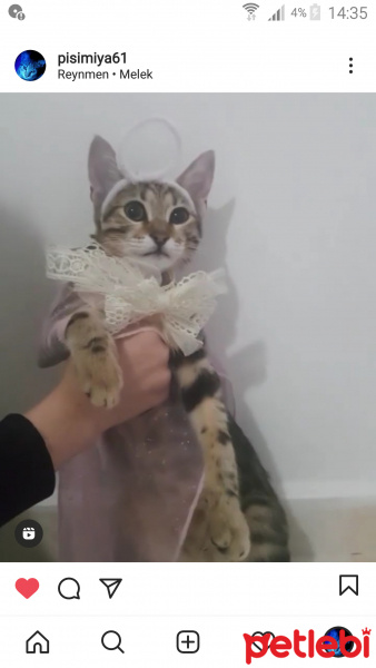 Tekir Kedi, Kedi  Miya fotoğrafı