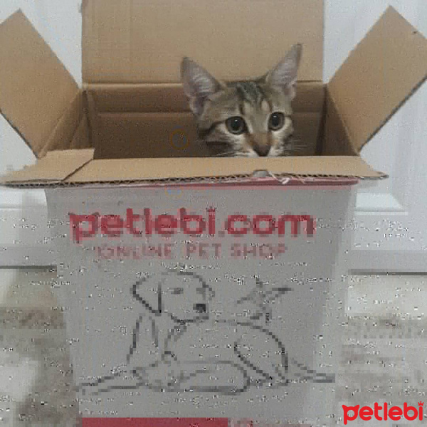 Tekir Kedi, Kedi  Miya fotoğrafı