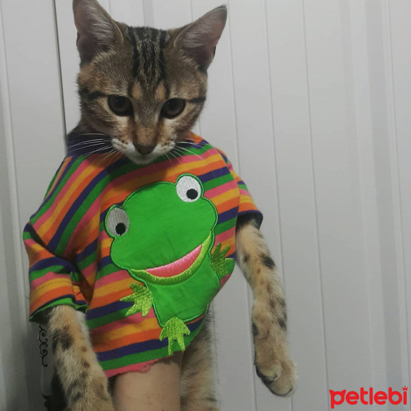 Tekir Kedi, Kedi  Miya fotoğrafı