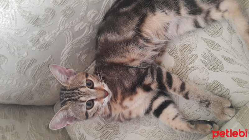 Tekir Kedi, Kedi  Miya fotoğrafı