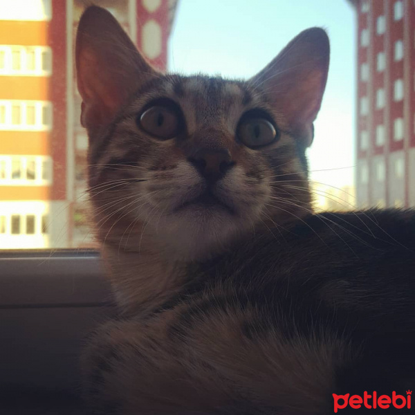 Tekir Kedi, Kedi  Miya fotoğrafı