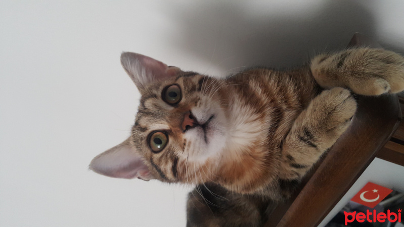 Tekir Kedi, Kedi  Miya fotoğrafı