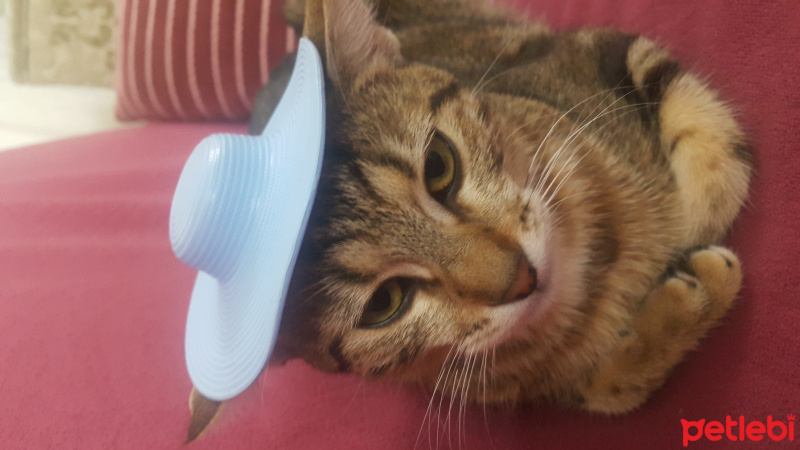 Tekir Kedi, Kedi  Miya fotoğrafı