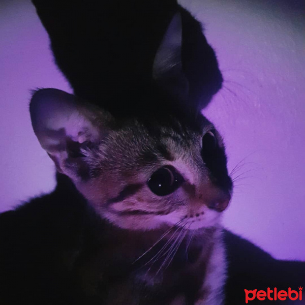 Tekir Kedi, Kedi  Miya fotoğrafı