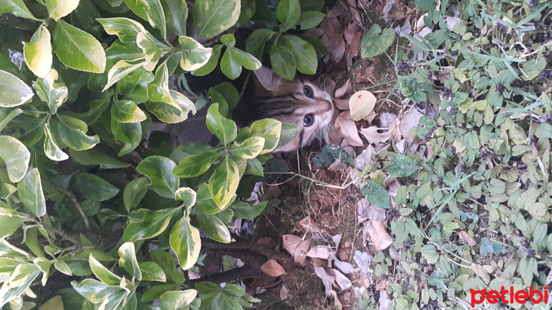 Tekir Kedi, Kedi  Miya fotoğrafı