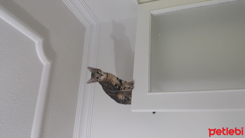Tekir Kedi, Kedi  Miya fotoğrafı