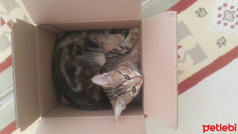 Tekir Kedi, Kedi  Miya fotoğrafı