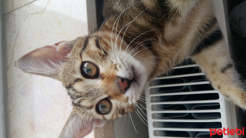 Tekir Kedi, Kedi  Miya fotoğrafı