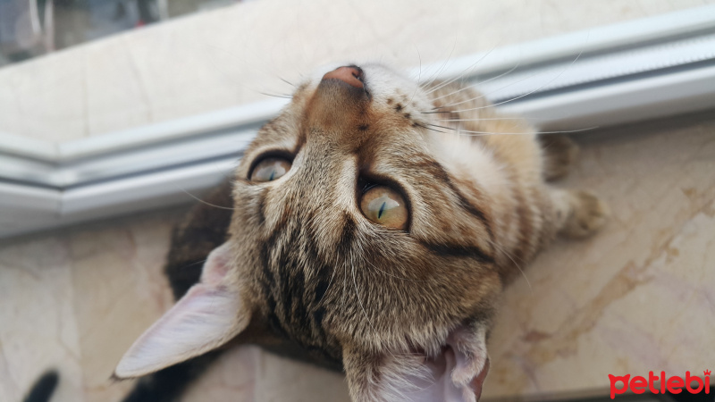 Tekir Kedi, Kedi  Miya fotoğrafı