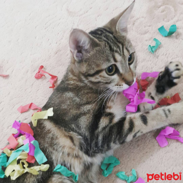 Tekir Kedi, Kedi  Miya fotoğrafı