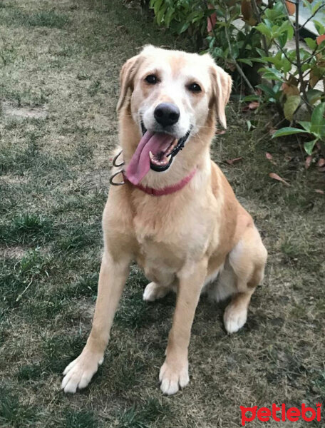 Golden Retriever, Köpek  Lady fotoğrafı