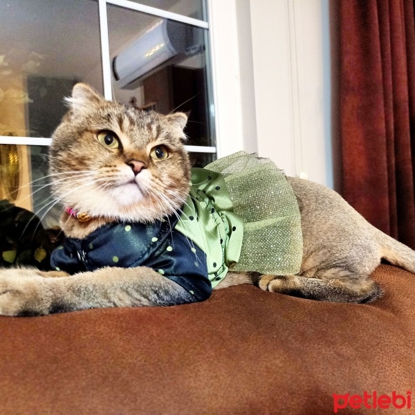 British Shorthair, Kedi  Ponçik fotoğrafı