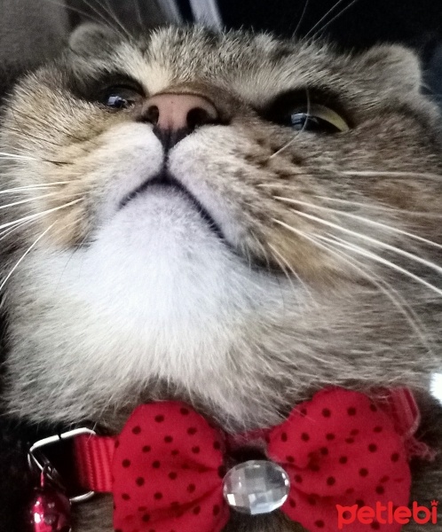 British Shorthair, Kedi  Ponçik fotoğrafı