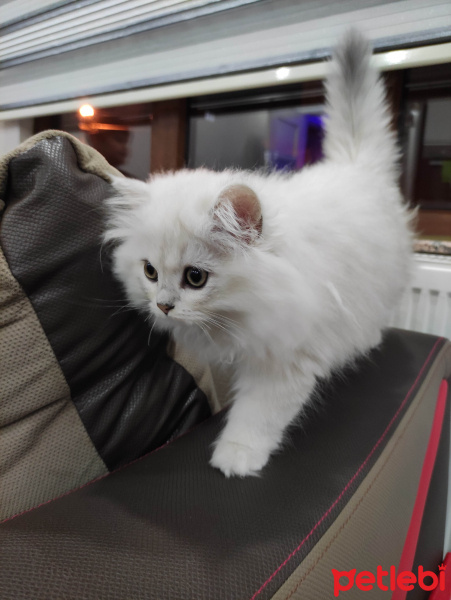 British Shorthair, Kedi  Shiroo fotoğrafı