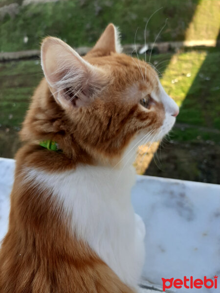 Sarman, Kedi  Çiko fotoğrafı