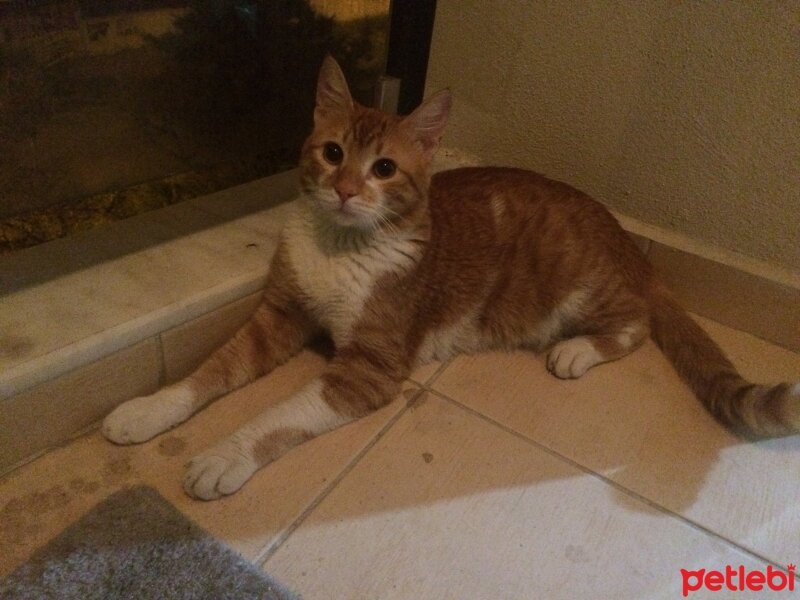 Abyssinian, Kedi  Derviş fotoğrafı