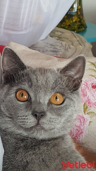 British Shorthair, Kedi  Gece fotoğrafı