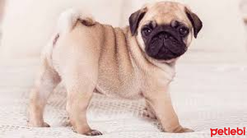 Pug, Köpek  şila fotoğrafı