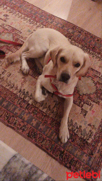 Labrador Retriever, Köpek  Oscar fotoğrafı