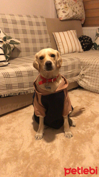 Labrador Retriever, Köpek  Oscar fotoğrafı