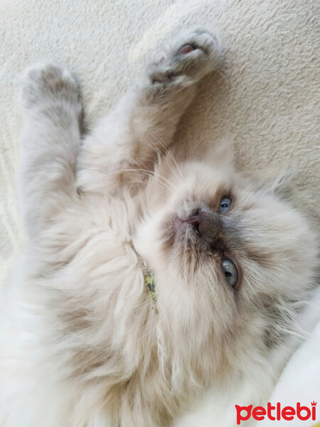 Scottish Fold, Kedi  Baileys fotoğrafı