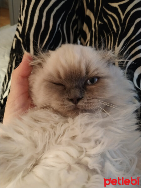 Scottish Fold, Kedi  Baileys fotoğrafı