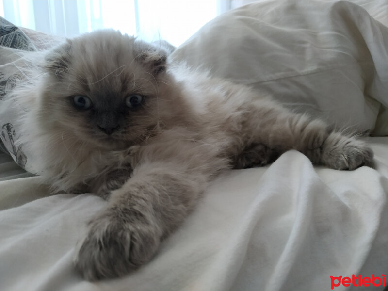 Scottish Fold, Kedi  Baileys fotoğrafı