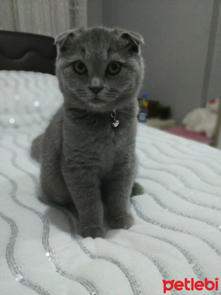 Scottish Fold, Kedi  Waffel fotoğrafı