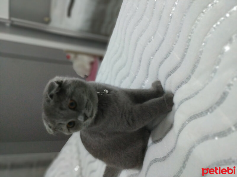 Scottish Fold, Kedi  Waffel fotoğrafı