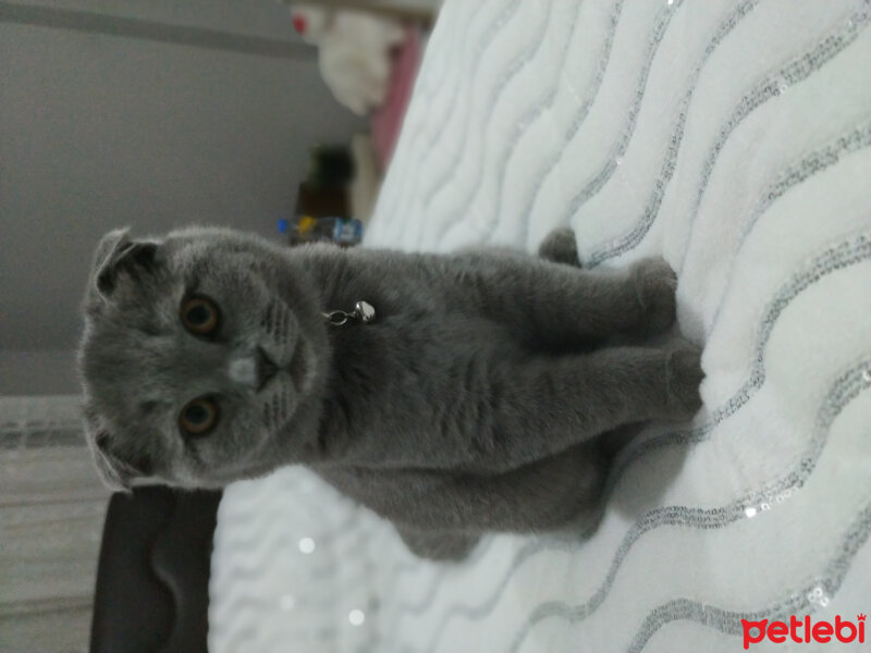 Scottish Fold, Kedi  Waffel fotoğrafı