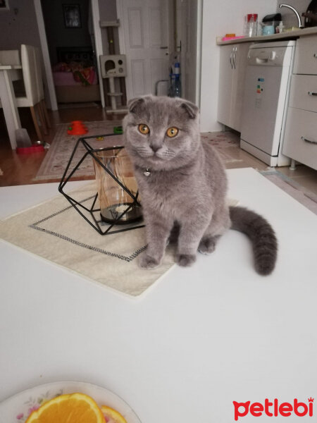 Scottish Fold, Kedi  Waffel fotoğrafı