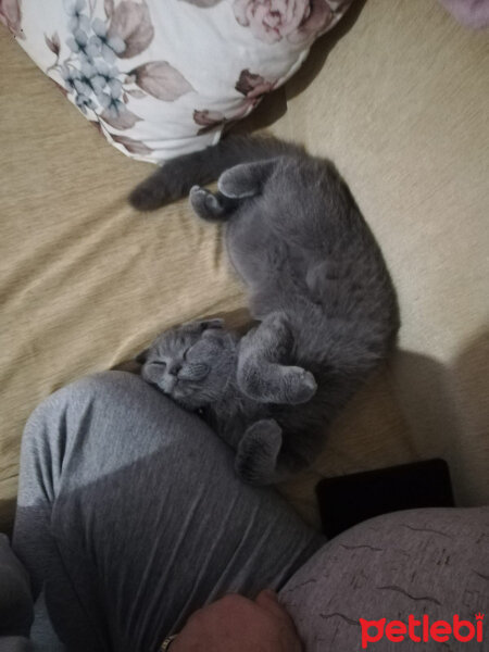 Scottish Fold, Kedi  Waffel fotoğrafı