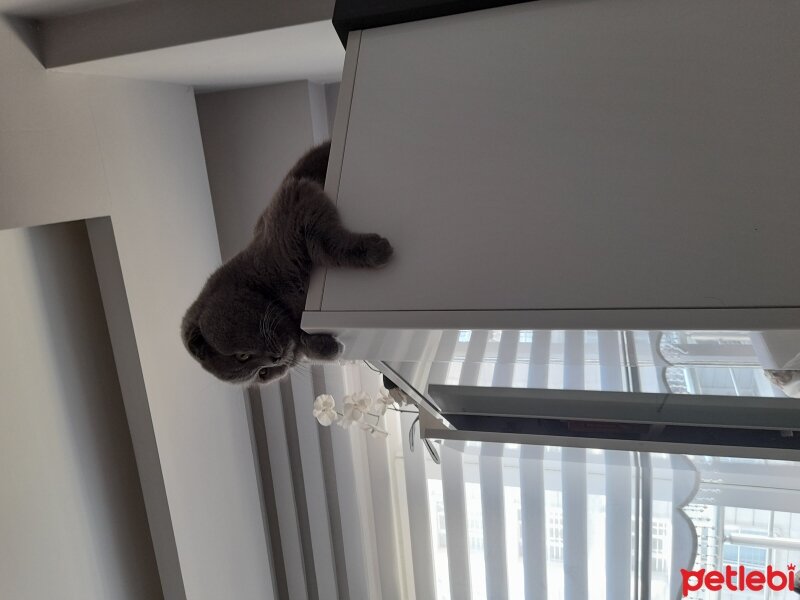 Scottish Fold, Kedi  Waffel fotoğrafı